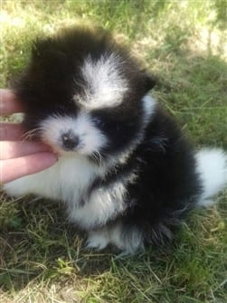 black-and-white-pomeranian